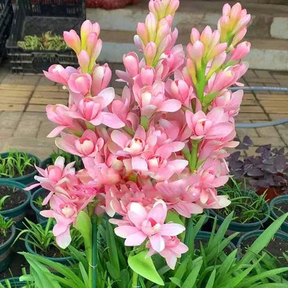 Petalizy™ Tuberose Rajnigandha Seeds (Pack of 2)